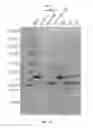 Fig. 20 - Heat-inducible self-assembling protein domains