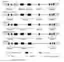 Fig. 01 - Method for simultaneous sequence-based typing of 14 functional killer cell immunoglobulin-like receptor (KIR) genes