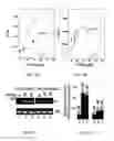 Fig. 06 - Materials and methods for identifying gyrase inhibitors