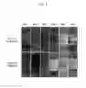 Fig. 02 - Grain-oriented electrical steel sheet and decarburized steel sheet used for manufacturing the same