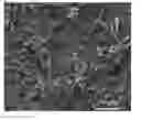 Fig. 01 - Method of preparing coating of biomedical magnesium alloys and magnesium or magnesium alloy comprising the coating