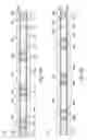 Fig. 19 - DOWNHOLE APPARATUS AND METHOD