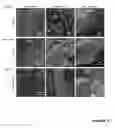 Fig. 19 - Conductive textiles and uses thereof in functional devices