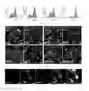 Fig. 22 - ASTROCYTE DIFFERENTIATION PROTOCOL