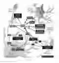Fig. 32 - ASTROCYTE DIFFERENTIATION PROTOCOL