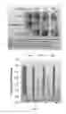 Fig. 09 - Magnetic nanocompositions for highly sensitive molecular and cellular enrichment, purification and detection