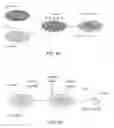 Fig. 06 - Capillary network devices and methods of use