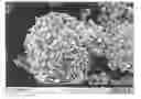 Fig. 01 - METHOD FOR THE PRODUCTION OF VALVE METAL POWDERS