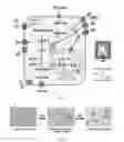 Fig. 02 - Compositions and methods for the treatment of cancer