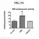 Fig. 06 - MITOCHONDRIAL-TARGETED ANTIOXIDANTS PROTECT AGAINST MECHANICAL VENTILATION-INDUCED DIAPHRAGM DYSFUNCTION AND SKELETAL MUSCLE ATROPHY