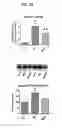 Fig. 07 - MITOCHONDRIAL-TARGETED ANTIOXIDANTS PROTECT AGAINST MECHANICAL VENTILATION-INDUCED DIAPHRAGM DYSFUNCTION AND SKELETAL MUSCLE ATROPHY