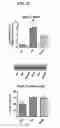 Fig. 08 - MITOCHONDRIAL-TARGETED ANTIOXIDANTS PROTECT AGAINST MECHANICAL VENTILATION-INDUCED DIAPHRAGM DYSFUNCTION AND SKELETAL MUSCLE ATROPHY