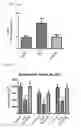 Fig. 19 - MITOCHONDRIAL-TARGETED ANTIOXIDANTS PROTECT AGAINST MECHANICAL VENTILATION-INDUCED DIAPHRAGM DYSFUNCTION AND SKELETAL MUSCLE ATROPHY
