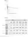 Fig. 03 - METHODS FOR PREVENTING OR TREATING DISORDERS BY INCREASING BIOAVAILABILITY OF IRON AND RELATED PHARMACEUTICAL FORMULATION