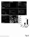 Fig. 10 - Composition having tissue-repairing activity, and use therefor