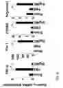 Fig. 17 - Composition having tissue-repairing activity, and use therefor