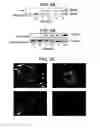 Fig. 03 - METHODS AND COMPOSITIONS FOR TREATMENT OF MITOCHONDRIAL DISORDERS