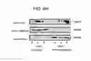 Fig. 09 - METHODS AND COMPOSITIONS FOR TREATMENT OF MITOCHONDRIAL DISORDERS