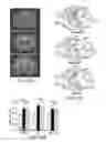 Fig. 60 - Methods and compositions for treating metabolic imbalance in neurodegenerative disease