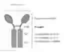 Fig. 01 - IMMUNOASSEMBLIN (IA) PROTEIN COMPLEXES