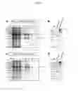 Fig. 05 - IMMUNOASSEMBLIN (IA) PROTEIN COMPLEXES