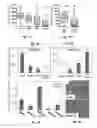 Fig. 03 - PROGNOSIS AND TREATMENT OF SQUAMOUS CELL CARCINOMAS