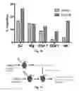 Fig. 08 - PROGNOSIS AND TREATMENT OF SQUAMOUS CELL CARCINOMAS
