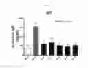 Fig. 03 - IMMUNOSTIMULATING AGENT
