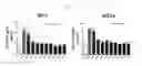 Fig. 08 - IMMUNOSTIMULATING AGENT