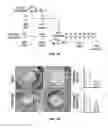 Fig. 09 - A METHOD OF INHIBITING EXACERBATIONS OF T CELL-MEDIATED ALLOGRAFT VASCULOPATHY