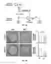 Fig. 13 - A METHOD OF INHIBITING EXACERBATIONS OF T CELL-MEDIATED ALLOGRAFT VASCULOPATHY