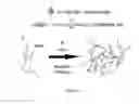 Fig. 10 - Protease Triggered Release Of Molecules From Hydrogels