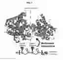 Fig. 02 - Multivalent peptoid oligomers, pharmaceutical compositions and methods of using same