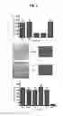 Fig. 04 - Multivalent peptoid oligomers, pharmaceutical compositions and methods of using same