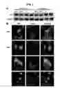 Fig. 07 - Multivalent peptoid oligomers, pharmaceutical compositions and methods of using same