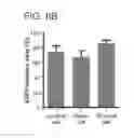 Fig. 10 - Prostate-targeting adeno-associated virus serotype vectors