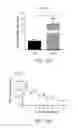 Fig. 19 - Prostate-targeting adeno-associated virus serotype vectors
