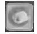 Fig. 01 - Wound dressing material comprising fibrillated accellular dermis matrix and biodegradeable polymer, and preparation method therefor