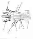 Fig. 02 - Exo Tendon Motion Capture Glove Device with Haptic Grip Response