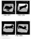 Fig. 34 - Synthesis of superpostion shape images by light interacting with superposed layers of lenslet gratings