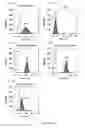 Fig. 13 - IL3Rα antibody conjugates and uses thereof