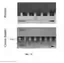 Fig. 07 - Cell culture device and methods of use thereof