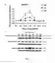 Fig. 08 - Method for applications of nano-sized materials as cell growth regulators / cell growth enhancers for plant, and agent including nano-sized materials