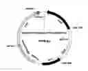 Fig. 01 - Transformant, and method for producing transferrin