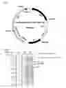 Fig. 02 - Transformant, and method for producing transferrin