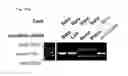 Fig. 129 - Methods and compositions for RNA-directed target DNA modification and for RNA-directed modulation of transcription