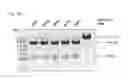 Fig. 24 - Methods and compositions for RNA-directed target DNA modification and for RNA-directed modulation of transcription