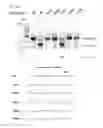 Fig. 50 - Methods and compositions for RNA-directed target DNA modification and for RNA-directed modulation of transcription