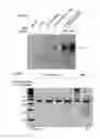 Fig. 58 - Methods and compositions for RNA-directed target DNA modification and for RNA-directed modulation of transcription