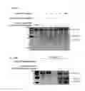 Fig. 59 - Methods and compositions for RNA-directed target DNA modification and for RNA-directed modulation of transcription